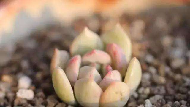 多肉植物浇水频率过多 会可以吗 图片