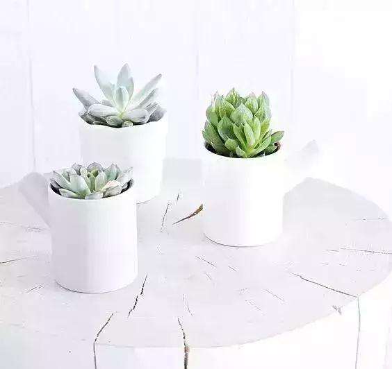 多肉叶插刚进入土壤