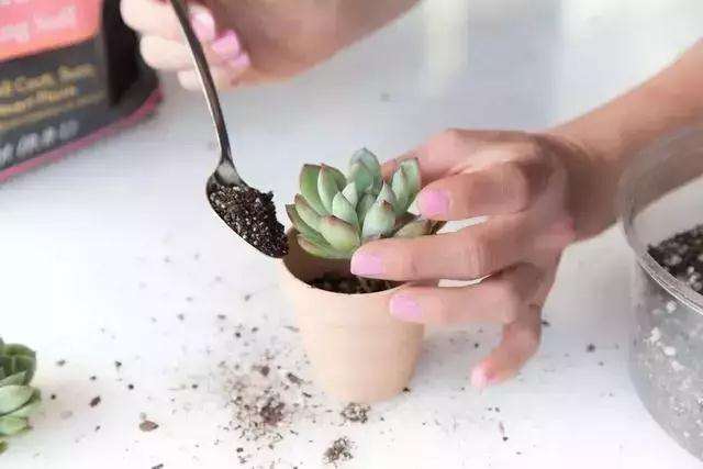 多肉叶片放进水里栽种的6个步骤