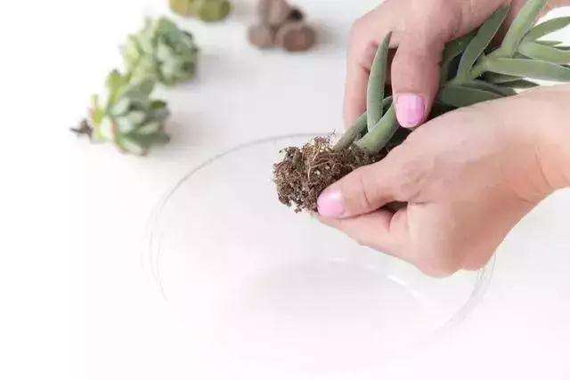 多肉植物叶片插进土里怎么栽种的方法