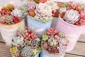 多肉植物叶片插进土里怎么栽种的方法