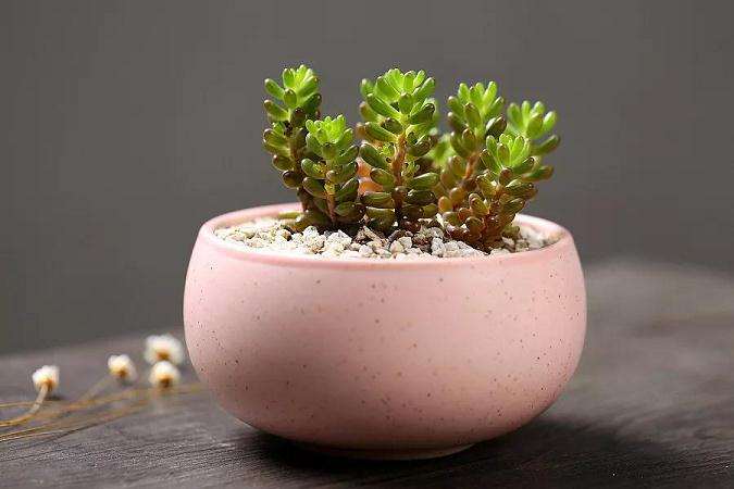 刚上盆的多肉千万别拿去太阳下暴晒