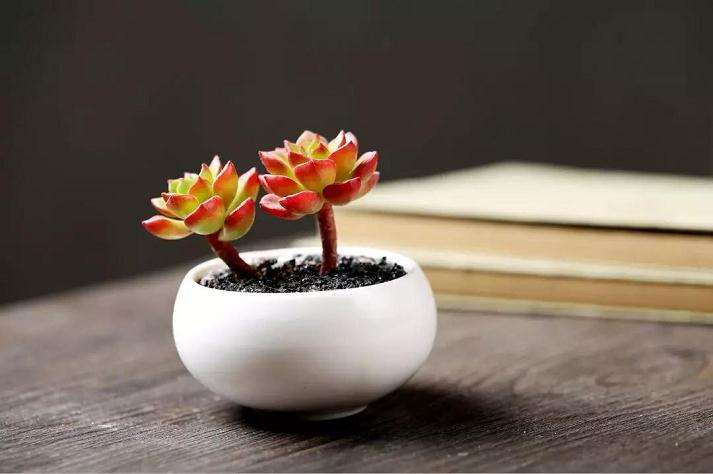 多肉植物怎么修根晾根的方法