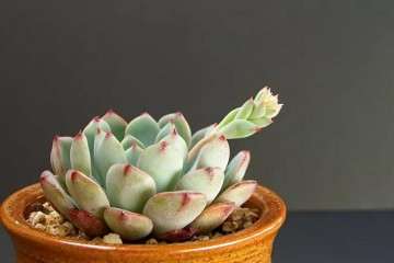 多肉植物怎么修根晾根的方法 图片