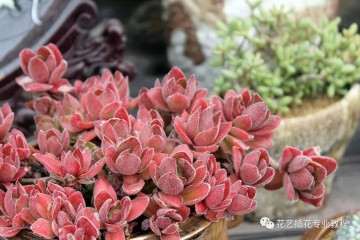 刚上盆多肉怎么浇水的技巧 图片