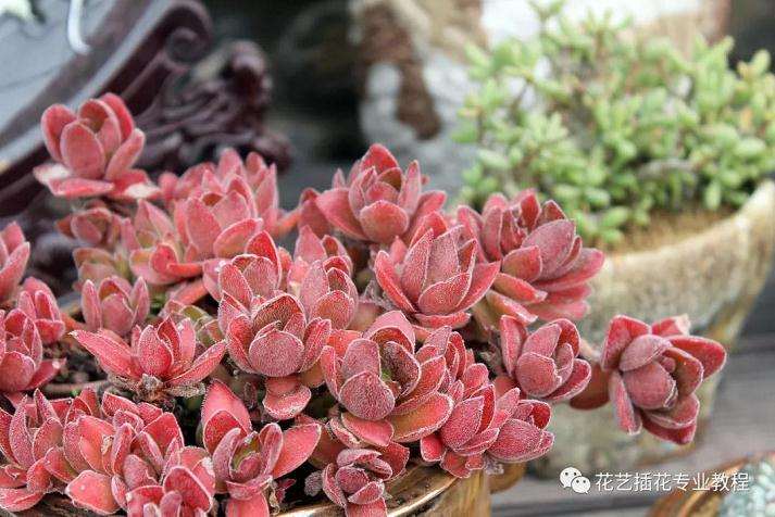 多肉植物被病菌感染怎么办 图片