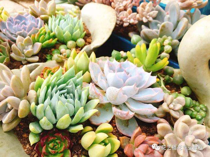 多肉植物被病菌感染怎么办 图片