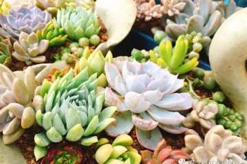 多肉植物被病菌感染怎么办 图片