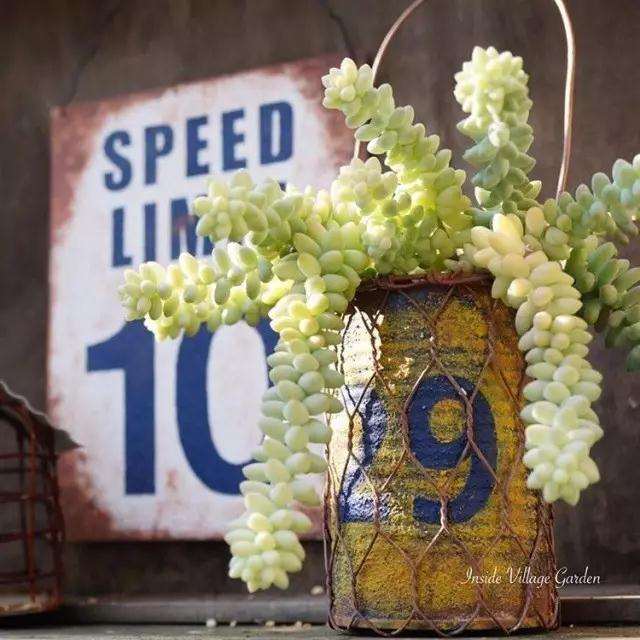 夏型种多肉怎么养护的技巧全攻略 图片