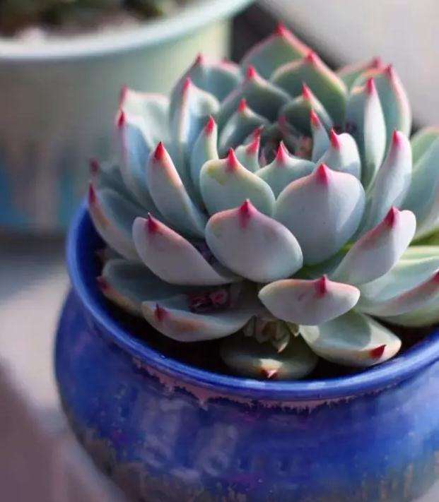 夏型种多肉怎么养护的技巧全攻略 图片