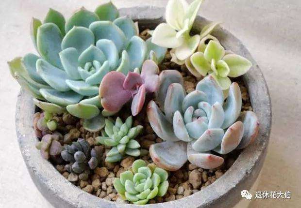 多肉该怎么养