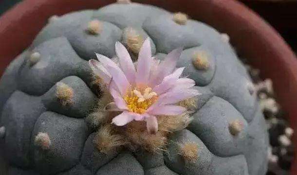 有些多肉植物放在房间里