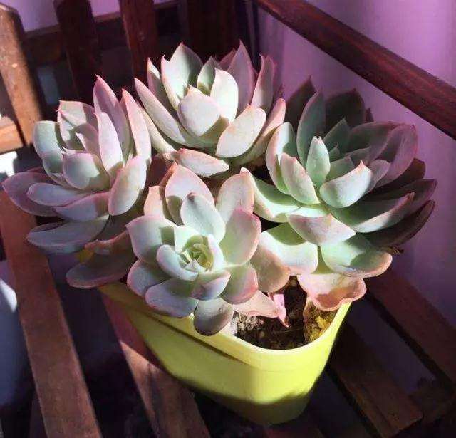 在秋季 你为什么一定要给多肉泡水里呢