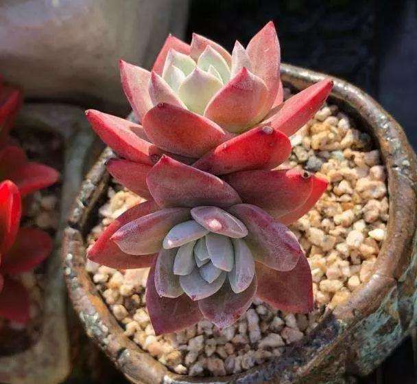 在秋季 你为什么一定要给多肉泡水里呢