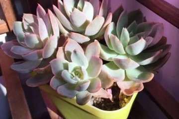 在秋季 你为什么一定要给多肉泡水里呢