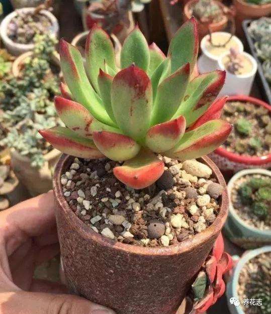 9月砍头的多肉植物怎么办 图片