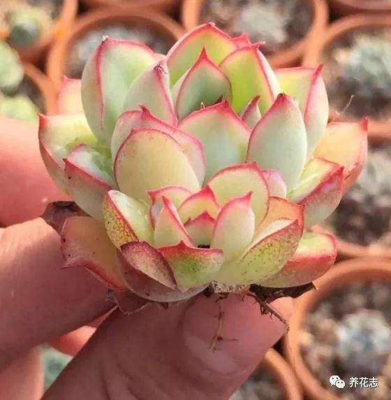 9月砍头的多肉植物怎么办 图片