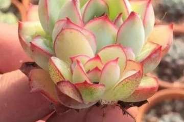 9月砍头的多肉植物怎么办 图片