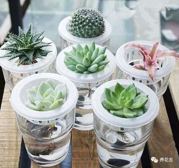 夏季被晒伤的多肉植物怎么处理水培