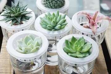 夏季被晒伤的多肉植物怎么处理水培