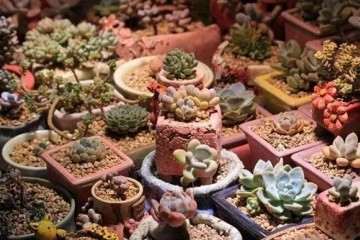 秋季养多肉不可大量浇水 不可暴晒