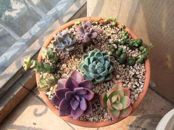 秋天露养多肉植物需要注意的几点