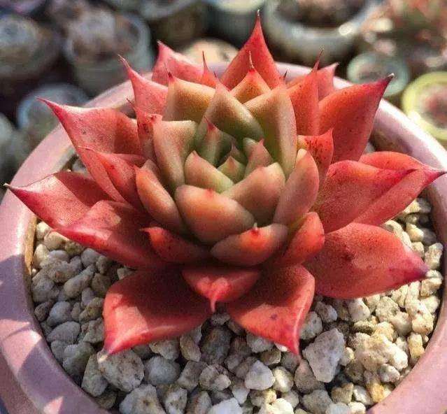 秋天露养多肉植物需要注意的几点