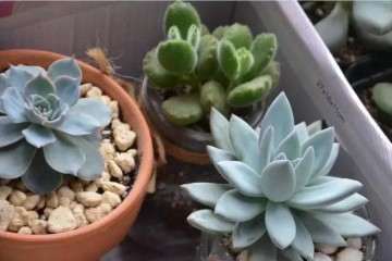 霜之朝多肉怎么浇水施肥的方法 图片