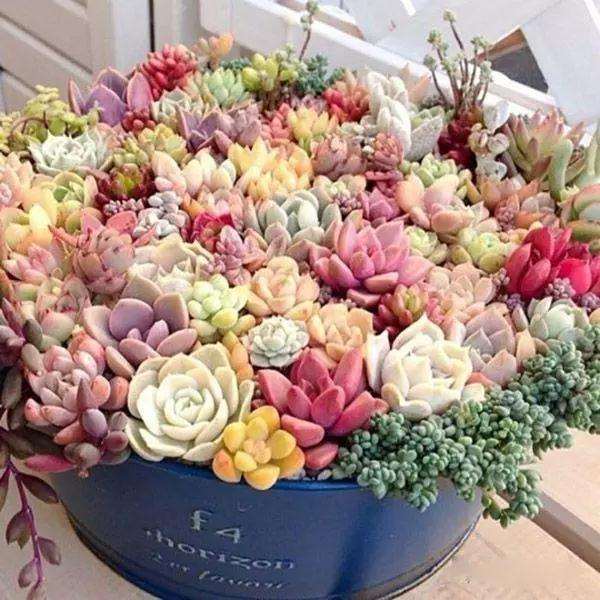 秋天的多肉知道怎样浇水养护