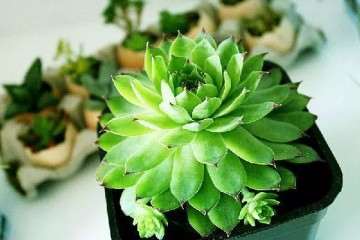 秋天的多肉知道怎样浇水养护 图片