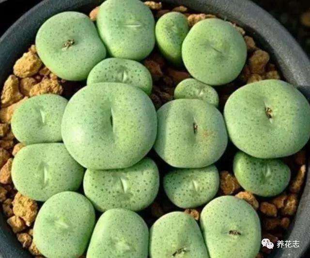 多肉在夏天会进入休眠状态