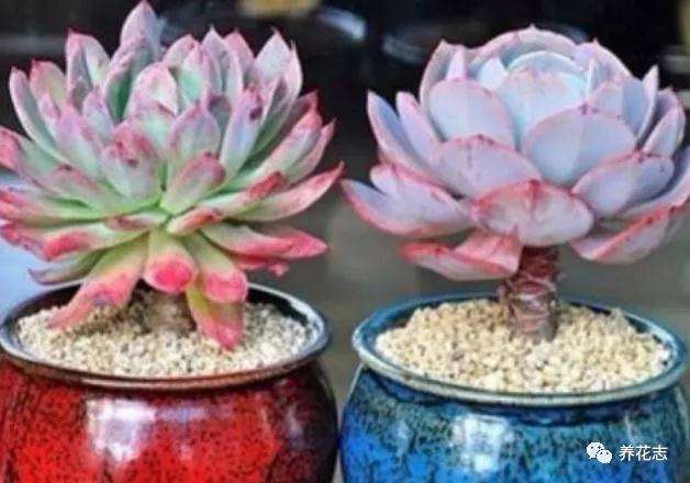 多肉在夏天会进入休眠状态