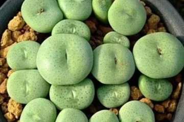 多肉在夏天会进入休眠状态 该这么养护