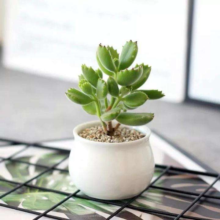 熊童子多肉怎么浇水施肥的养护要点