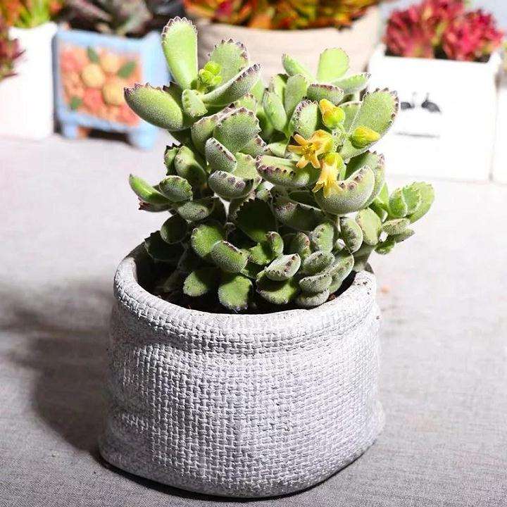 熊童子多肉怎么浇水施肥的养护要点