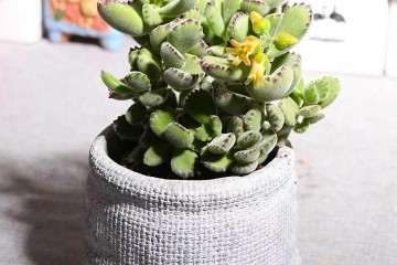 熊童子多肉怎么浇水施肥的养护要点