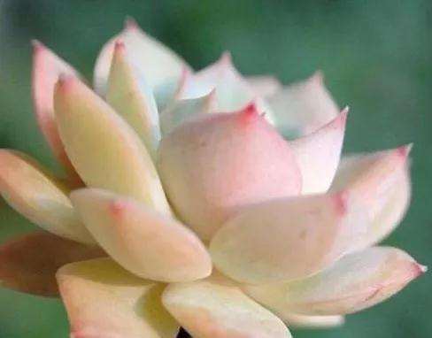 多肉养殖常做这个动作