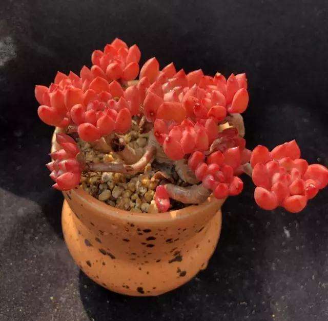 春季红宝石多肉老桩怎么浇水的方法