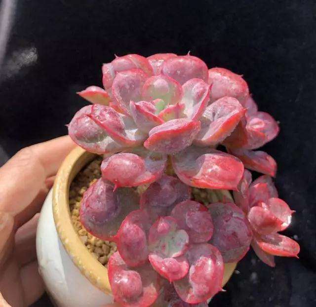 春季红宝石多肉老桩怎么浇水的方法