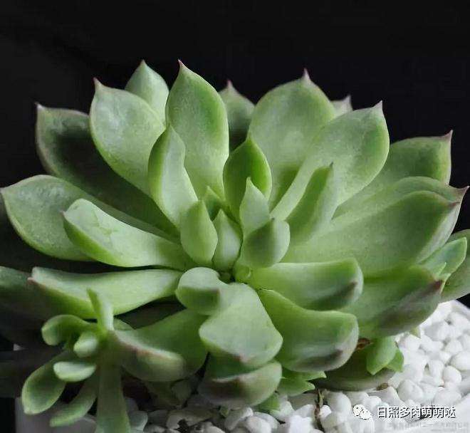 冬季室内养多肉的一些辅助方法