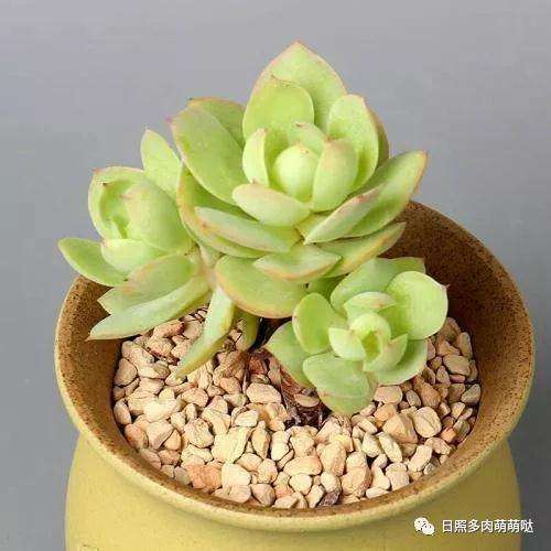 多肉植物为什么不能长期养在室内 图片