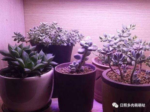 多肉植物为什么不能长期养在室内 图片