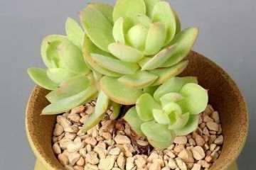 多肉植物为什么不能长期养在室内 图片