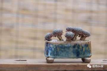 如何给多肉植物上盆的3个注意事项 图片