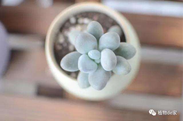夏天如何避免多肉化水死亡的方法