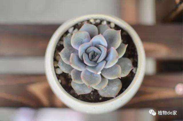 夏天如何避免多肉化水死亡的方法