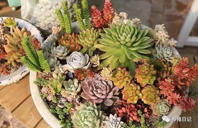 夏天多肉生长有哪些浇水的方式