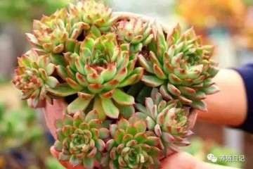 夏天多肉生长有哪些浇水的方式 图片