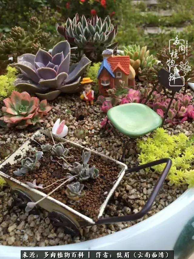 姬星美多肉正在静静的