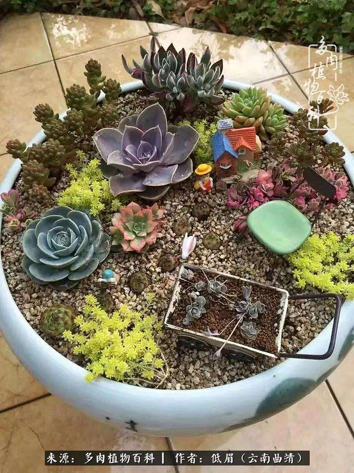 姬星美多肉正在静静的